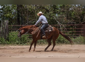 American Quarter Horse, Castrone, 10 Anni, 160 cm, Sauro ciliegia