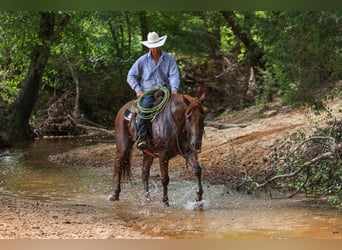 American Quarter Horse, Castrone, 10 Anni, 160 cm, Sauro ciliegia