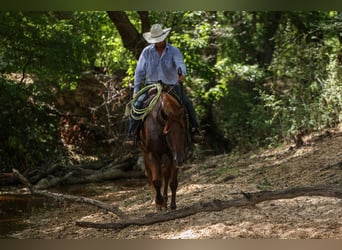 American Quarter Horse, Castrone, 10 Anni, 160 cm, Sauro ciliegia