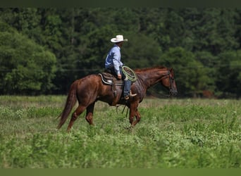 American Quarter Horse, Castrone, 10 Anni, 160 cm, Sauro ciliegia