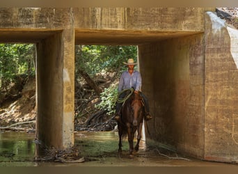 American Quarter Horse, Castrone, 10 Anni, 160 cm, Sauro ciliegia