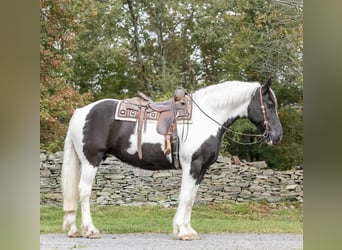 American Quarter Horse, Castrone, 10 Anni, 160 cm, Tobiano-tutti i colori