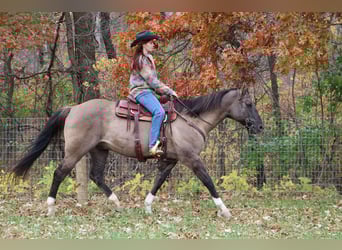 American Quarter Horse, Castrone, 10 Anni, 163 cm, Grullo