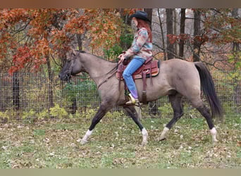 American Quarter Horse, Castrone, 10 Anni, 163 cm, Grullo