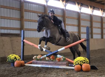 American Quarter Horse, Castrone, 10 Anni, 163 cm, Grullo