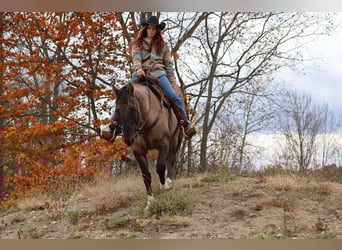American Quarter Horse, Castrone, 10 Anni, 163 cm, Grullo