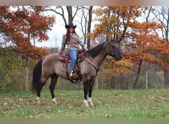 American Quarter Horse, Castrone, 10 Anni, 163 cm, Grullo