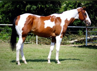 American Quarter Horse, Castrone, 10 Anni, 163 cm, Tobiano-tutti i colori