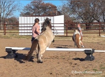American Quarter Horse, Castrone, 10 Anni, 99 cm, Pelle di daino