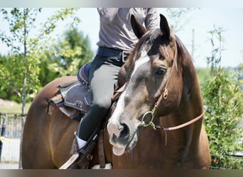 American Quarter Horse, Castrone, 10 Anni, Baio ciliegia