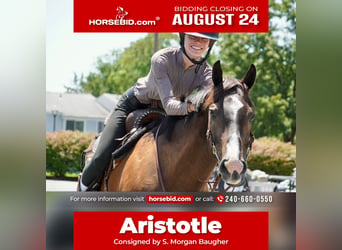 American Quarter Horse, Castrone, 10 Anni, Baio ciliegia