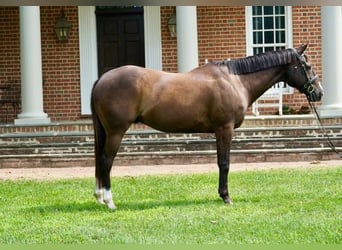 American Quarter Horse, Castrone, 10 Anni, Baio ciliegia