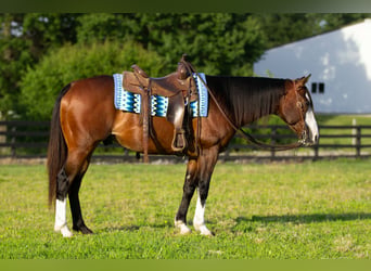American Quarter Horse, Castrone, 10 Anni, Baio ciliegia