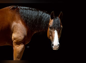American Quarter Horse, Castrone, 10 Anni, Baio ciliegia