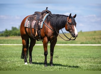 American Quarter Horse, Castrone, 10 Anni, Baio ciliegia