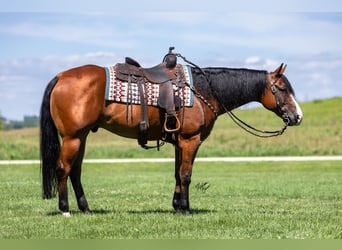 American Quarter Horse, Castrone, 10 Anni, Baio ciliegia