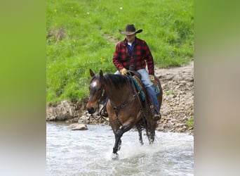 American Quarter Horse Mix, Castrone, 10 Anni, Baio roano