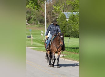 American Quarter Horse Mix, Castrone, 10 Anni, Baio roano