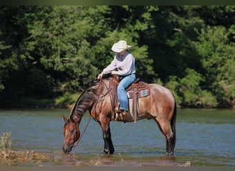 American Quarter Horse, Castrone, 10 Anni, Baio roano