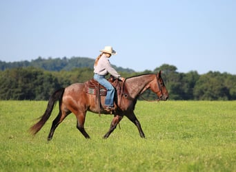 American Quarter Horse, Castrone, 10 Anni, Baio roano