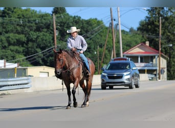 American Quarter Horse, Castrone, 10 Anni, Baio roano