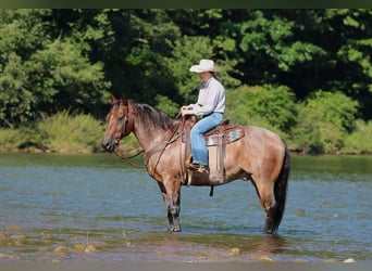 American Quarter Horse, Castrone, 10 Anni, Baio roano