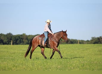 American Quarter Horse, Castrone, 10 Anni, Baio roano