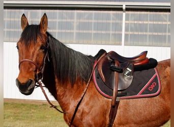 American Quarter Horse Mix, Castrone, 10 Anni, Baio roano