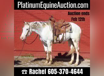 American Quarter Horse, Castrone, 10 Anni, Bianco