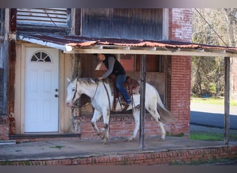 American Quarter Horse, Castrone, 10 Anni, Bianco