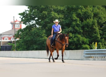 American Quarter Horse, Castrone, 10 Anni, Falbo
