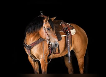 American Quarter Horse, Castrone, 10 Anni, Falbo