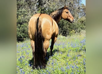 American Quarter Horse, Castrone, 10 Anni, Falbo