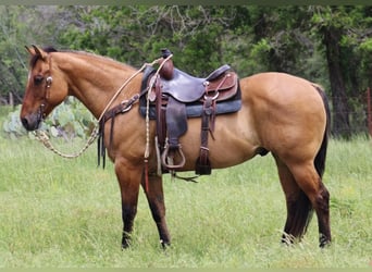 American Quarter Horse, Castrone, 10 Anni, Falbo