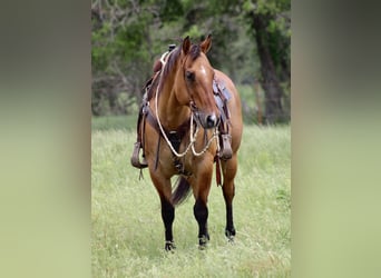 American Quarter Horse, Castrone, 10 Anni, Falbo