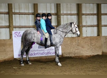 American Quarter Horse, Castrone, 10 Anni, Grigio pezzato