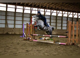 American Quarter Horse, Castrone, 10 Anni, Grigio pezzato
