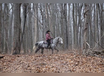 American Quarter Horse, Castrone, 10 Anni, Grigio pezzato