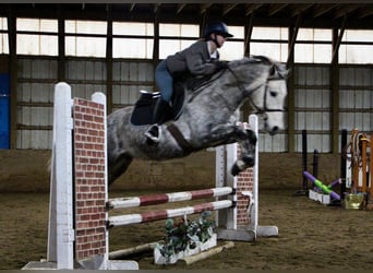 American Quarter Horse, Castrone, 10 Anni, Grigio pezzato
