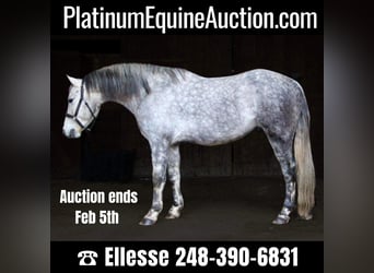 American Quarter Horse, Castrone, 10 Anni, Grigio pezzato