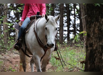 American Quarter Horse, Castrone, 10 Anni, Grigio