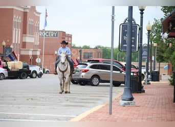 American Quarter Horse, Castrone, 10 Anni, Grigio