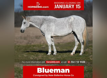American Quarter Horse, Castrone, 10 Anni, Grigio