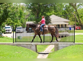 American Quarter Horse, Castrone, 10 Anni, Grullo