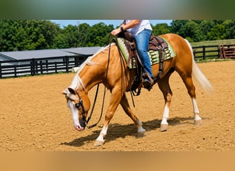 American Quarter Horse, Castrone, 10 Anni, Palomino