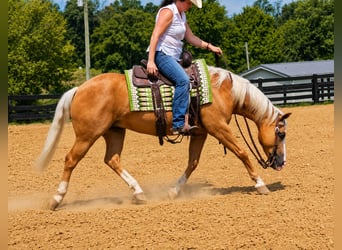 American Quarter Horse, Castrone, 10 Anni, Palomino