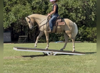 American Quarter Horse, Castrone, 10 Anni, Palomino