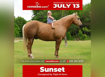 American Quarter Horse, Castrone, 10 Anni, Palomino