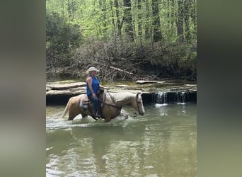 American Quarter Horse, Castrone, 10 Anni, Palomino