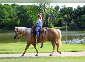 American Quarter Horse, Castrone, 10 Anni, Palomino